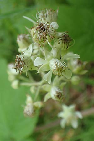 Rubus haeupleri \ Huplers Brombeere, D Willebaldessen 29.7.2020