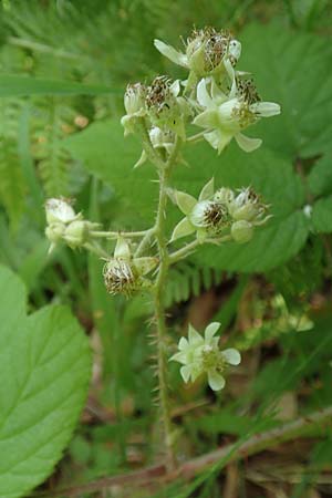 Rubus haeupleri / Haeupler's Bramble, D Willebaldessen 29.7.2020