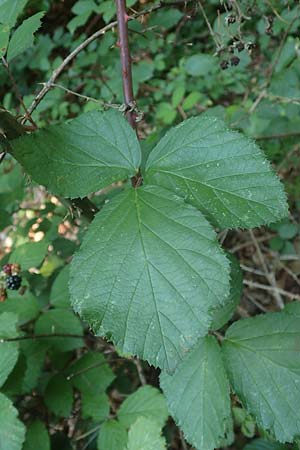 Rubus hypomalacus \ Samtblättrige Brombeere, D Bad Orb 19.8.2020
