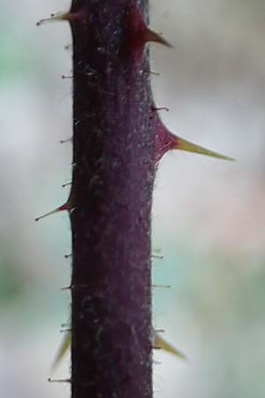 Rubus hirtus agg. \ Dunkeldrsige Brombeere / Rough Bramble, D Odenwald, Albersbach 27.8.2020