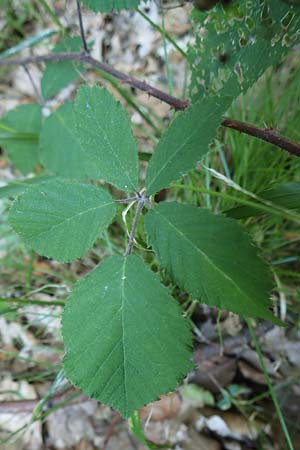 Rubus hirtus agg. \ Dunkeldrsige Brombeere / Rough Bramble, D Odenwald, Albersbach 27.8.2020