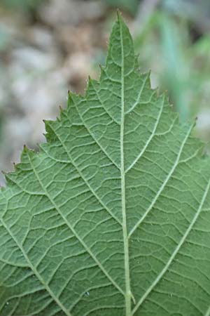 Rubus hirtus agg. \ Dunkeldrsige Brombeere / Rough Bramble, D Odenwald, Albersbach 27.8.2020