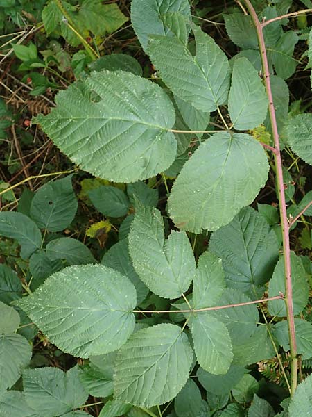 Rubus allegheniensis \ Allegheny-Brombeere / Allegheny Blackberry, D Herne 9.9.2020