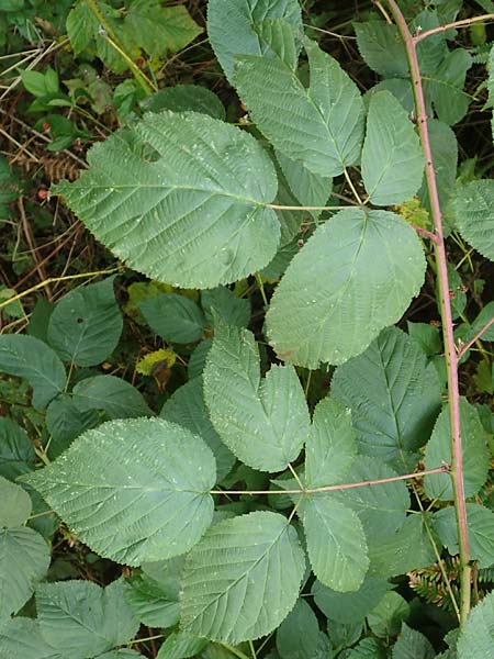 Rubus allegheniensis \ Allegheny-Brombeere, D Herne 9.9.2020