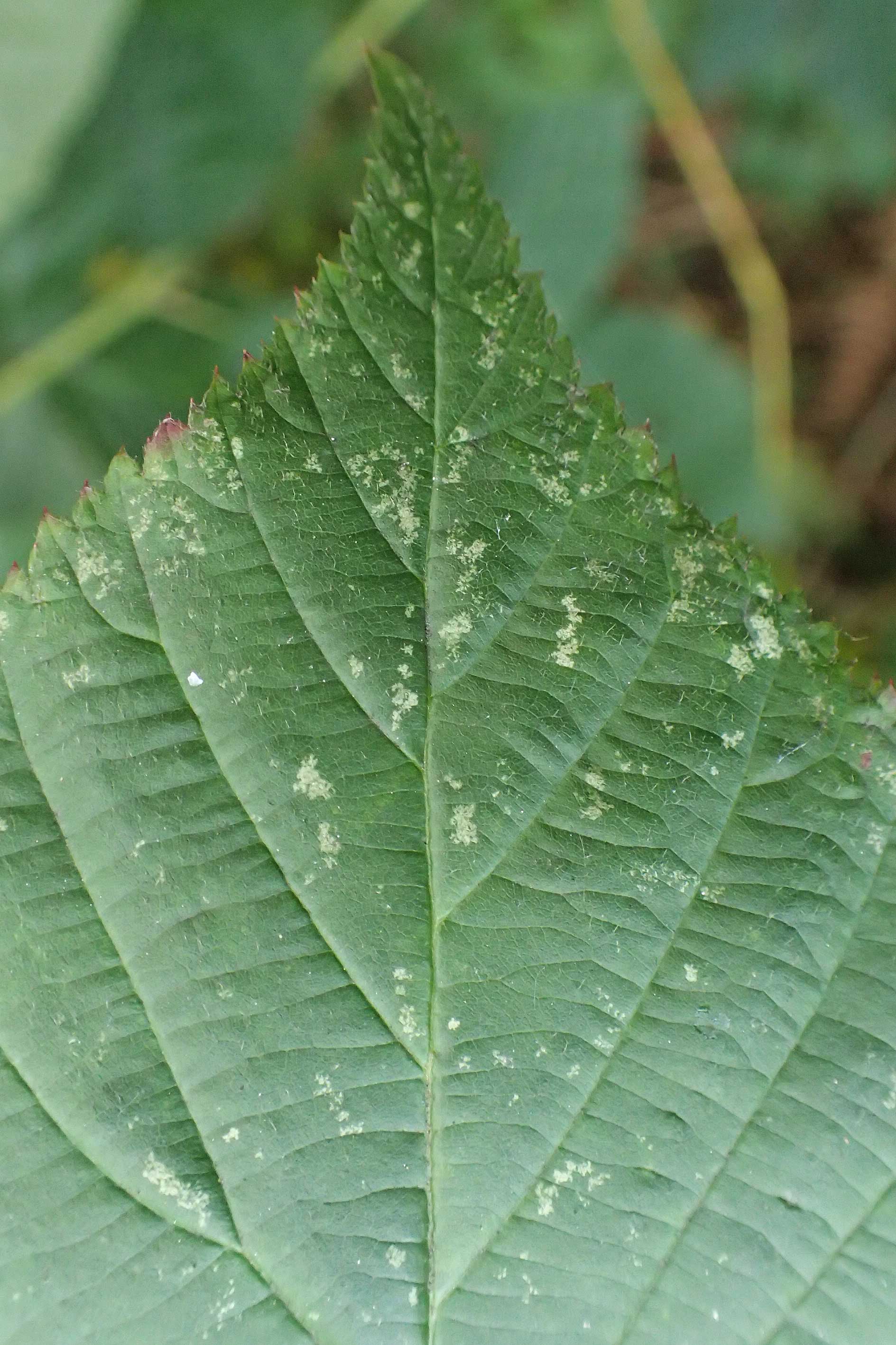 Rubus allegheniensis \ Allegheny-Brombeere, D Herne 9.9.2020