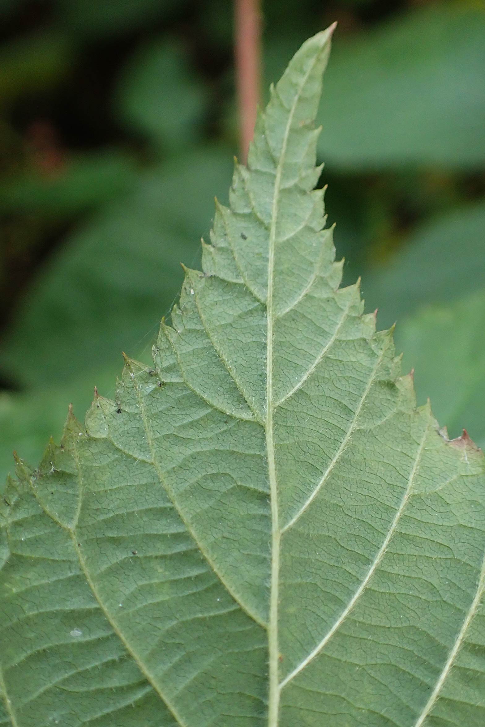 Rubus allegheniensis \ Allegheny-Brombeere, D Herne 9.9.2020