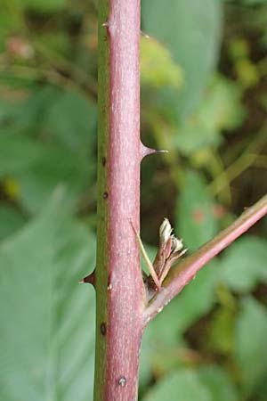 Rubus allegheniensis \ Allegheny-Brombeere, D Herne 9.9.2020