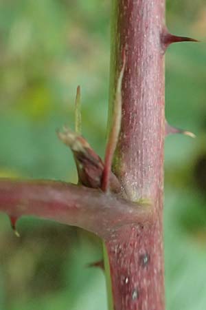 Rubus allegheniensis \ Allegheny-Brombeere / Allegheny Blackberry, D Herne 9.9.2020