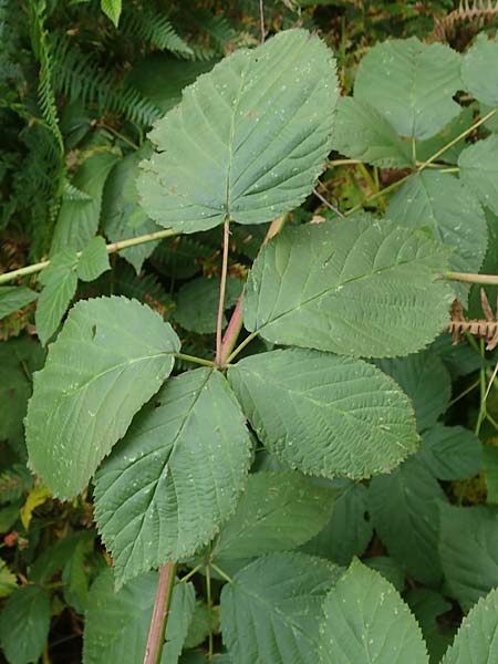 Rubus allegheniensis \ Allegheny-Brombeere / Allegheny Blackberry, D Herne 9.9.2020
