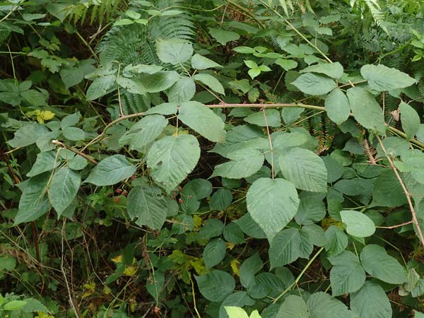 Rubus allegheniensis \ Allegheny-Brombeere / Allegheny Blackberry, D Herne 9.9.2020