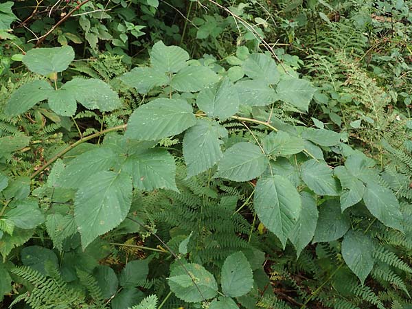 Rubus allegheniensis \ Allegheny-Brombeere, D Herne 9.9.2020