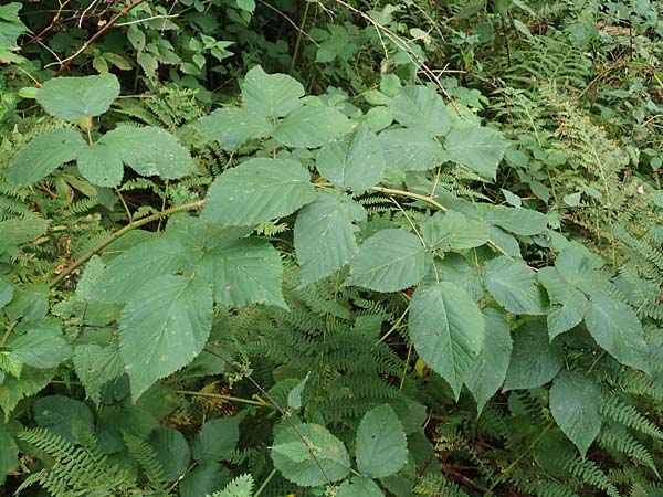 Rubus allegheniensis \ Allegheny-Brombeere / Allegheny Blackberry, D Herne 9.9.2020