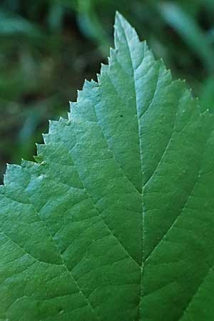 Rubus hadracanthos \ Dickstachelige Haselblatt-Brombeere, D Osnabrück 10.8.2021