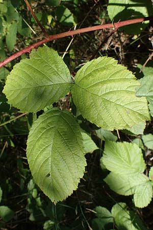 Rubus holandrei \ Grobe Haselblatt-Brombeere, D Frankfurt Airport 14.8.2021