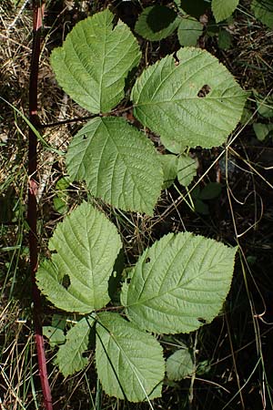 Rubus holandrei \ Grobe Haselblatt-Brombeere / Gross Bramble, D Frankfurt Airport 14.8.2021