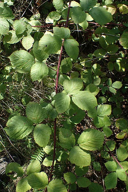 Rubus holandrei \ Grobe Haselblatt-Brombeere, D Frankfurt Airport 14.8.2021