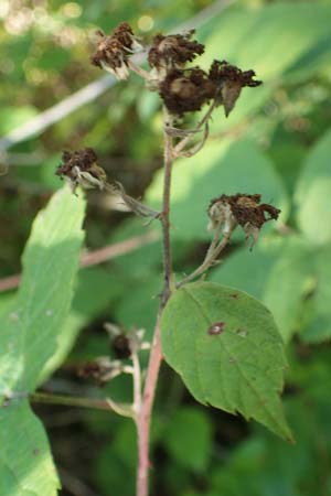 Rubus holandrei \ Grobe Haselblatt-Brombeere / Gross Bramble, D Frankfurt Airport 14.8.2021