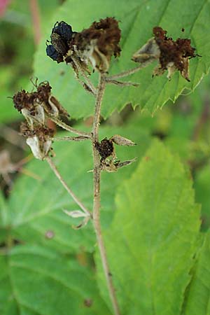 Rubus holandrei \ Grobe Haselblatt-Brombeere, D Frankfurt Airport 14.8.2021