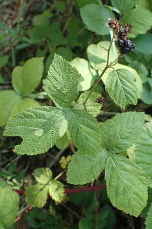 Rubus holandrei \ Grobe Haselblatt-Brombeere, D Frankfurt Airport 14.8.2021