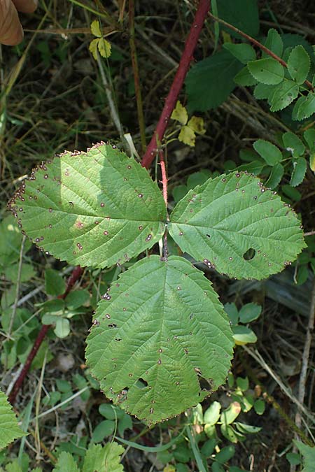 Rubus holandrei \ Grobe Haselblatt-Brombeere, D Frankfurt Airport 14.8.2021