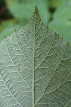 Rubus holandrei \ Grobe Haselblatt-Brombeere, D Frankfurt Airport 14.8.2021