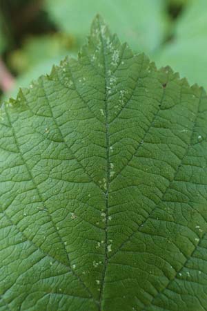 Rubus holandrei \ Grobe Haselblatt-Brombeere, D Frankfurt Airport 14.8.2021