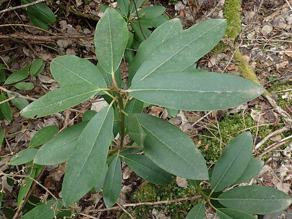 Rhododendron ponticum ? \ Pontischer Rhododendron / Pontic Rhododendron, D Elmstein 6.4.2022