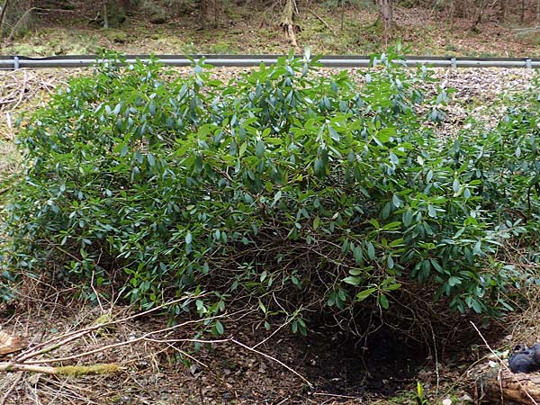 Rhododendron ponticum ? / Pontic Rhododendron, D Elmstein 6.4.2022