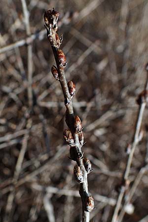 Rhamnus saxatilis / Rock Buckthorn, D Eching 5.4.2023