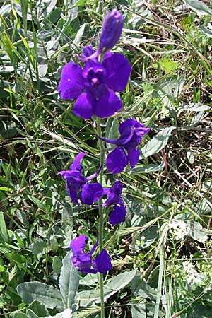 Delphinium hispanicum / Eastern Larkspur, D Rheinhessen, Flonheim 14.6.2008