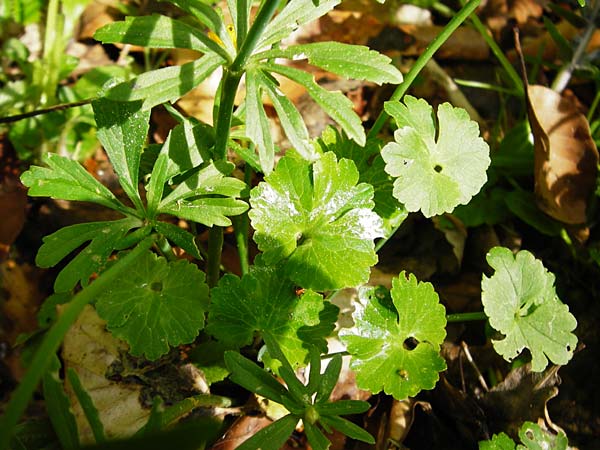 Ranunculus irregularis \ Ungleichmiger Gold-Hahnenfu, D Mainberg 9.5.2015