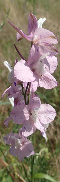 Delphinium hispanicum \ Orientalischer Rittersporn / Eastern Larkspur, D Seeheim an der Bergstraße 24.6.2019