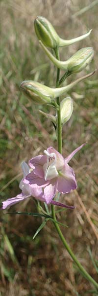 Delphinium hispanicum / Eastern Larkspur, D Seeheim an der Bergstraße 24.6.2019