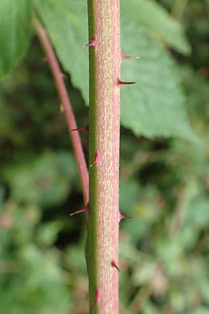 Rubus nessensis \ Fuchsbeere, Halbaufrechte Brombeere / Suberect Bramble, D Herne 27.7.2019