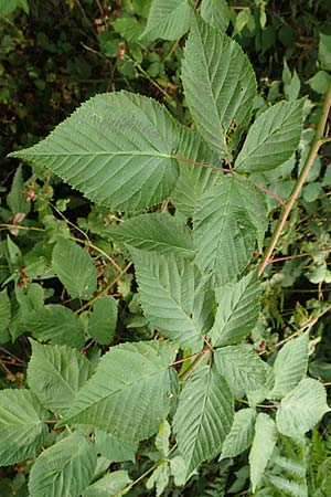 Rubus nessensis \ Fuchsbeere, Halbaufrechte Brombeere, D Herne 27.7.2019