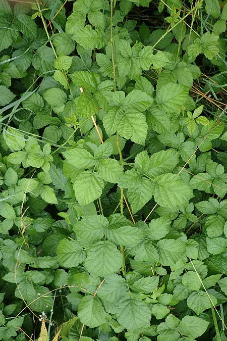 Rubus intricatus \ Wirrstige Haselblatt-Brombeere / Mazy-Branched Bramble, D Weißenborn-Rambach 29.7.2019