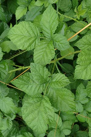 Rubus intricatus \ Wirrstige Haselblatt-Brombeere, D Weißenborn-Rambach 29.7.2019