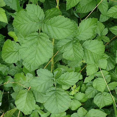 Rubus intricatus \ Wirrstige Haselblatt-Brombeere / Mazy-Branched Bramble, D Weißenborn-Rambach 29.7.2019