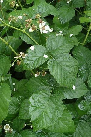 Rubus intricatus \ Wirrstige Haselblatt-Brombeere / Mazy-Branched Bramble, D Weißenborn-Rambach 29.7.2019