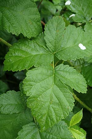 Rubus intricatus \ Wirrstige Haselblatt-Brombeere, D Weißenborn-Rambach 29.7.2019