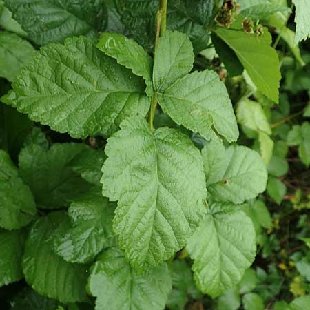 Rubus intricatus \ Wirrstige Haselblatt-Brombeere, D Weißenborn-Rambach 29.7.2019