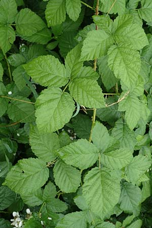 Rubus intricatus \ Wirrstige Haselblatt-Brombeere, D Weißenborn-Rambach 29.7.2019