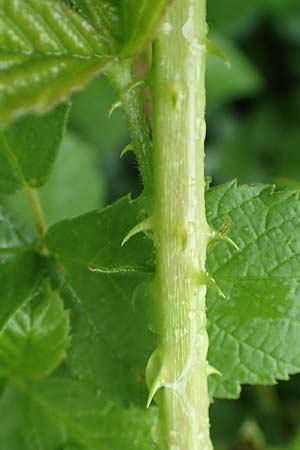 Rubus intricatus \ Wirrstige Haselblatt-Brombeere / Mazy-Branched Bramble, D Weißenborn-Rambach 29.7.2019