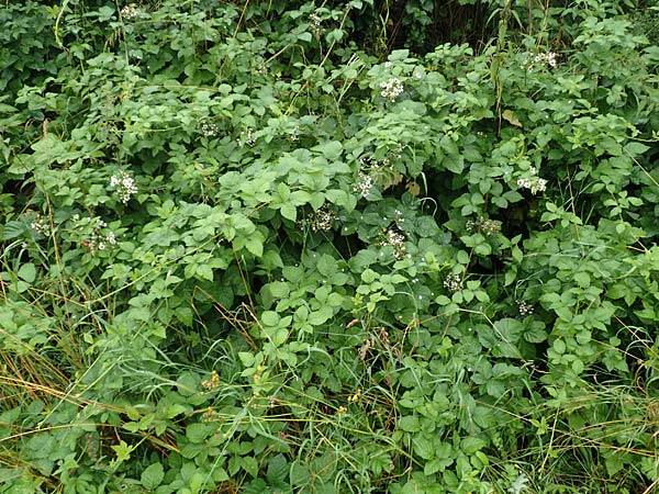 Rubus intricatus \ Wirrästige Haselblatt-Brombeere, D Weißenborn-Rambach 29.7.2019