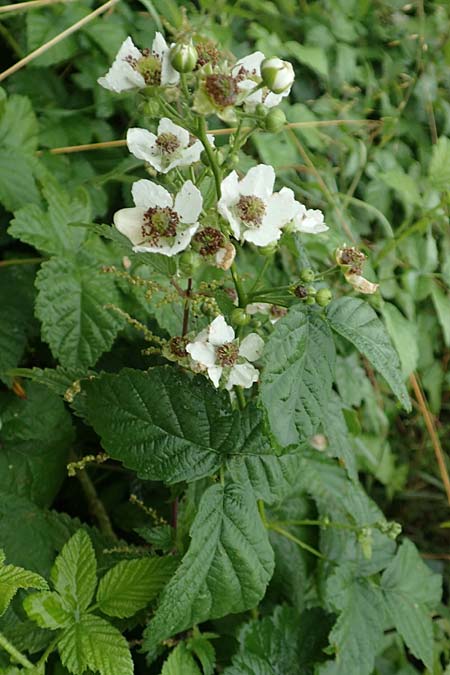 Rubus intricatus \ Wirrstige Haselblatt-Brombeere, D Weißenborn-Rambach 29.7.2019