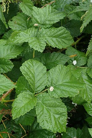 Rubus intricatus \ Wirrästige Haselblatt-Brombeere, D Weißenborn-Rambach 29.7.2019