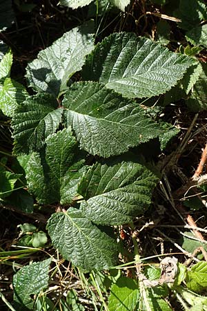 Rubus iuvenis \ Sauerland-Brombeere, Jugendliche Brombeere / Sauerland Bramble, D Sundern 12.6.2020