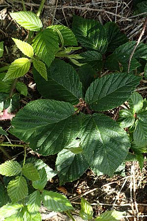 Rubus iuvenis \ Sauerland-Brombeere, Jugendliche Brombeere / Sauerland Bramble, D Sundern 12.6.2020