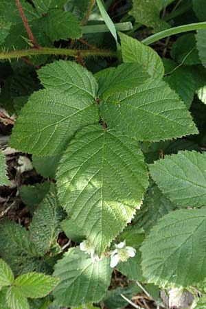 Rubus iuvenis \ Sauerland-Brombeere, Jugendliche Brombeere, D Sundern 12.6.2020