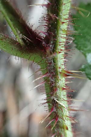 Rubus iuvenis \ Sauerland-Brombeere, Jugendliche Brombeere, D Sundern 12.6.2020